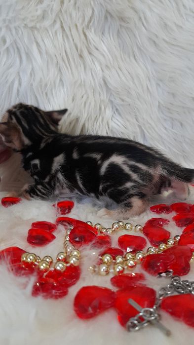 Продам бенгальских котят