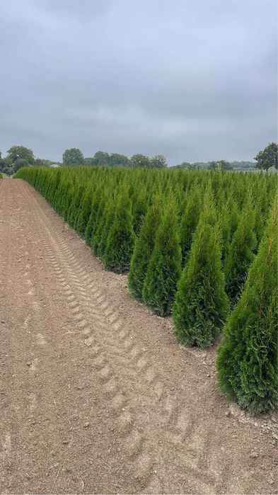 Tuia Smaragd INALTIME 0,50 cm,130 cm.