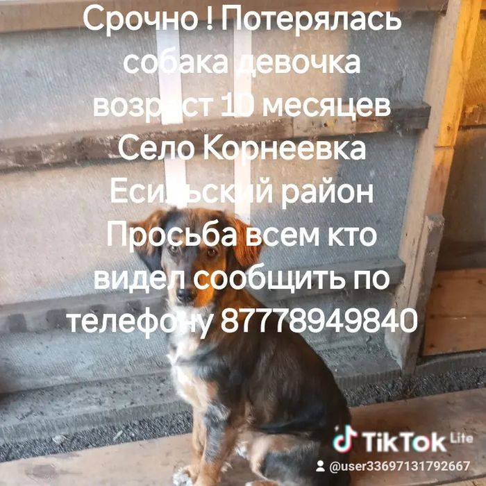 Срочно потерялась собака