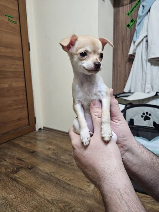 Кученца чихуахуа