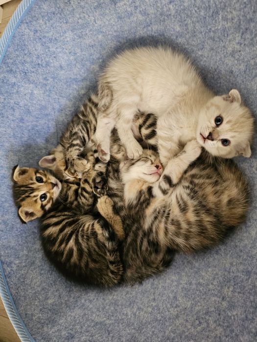 чистокровные котята от правильной вязки. Скоттиш страйт-фолд.100у.е