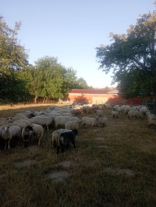 De vanzare oi țurcane