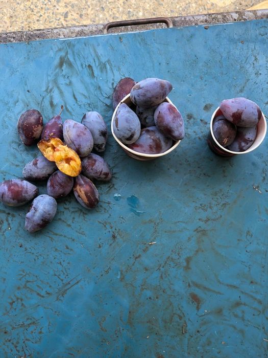 Vând prune pentru țuică din soiul Darjan (D'Agel)