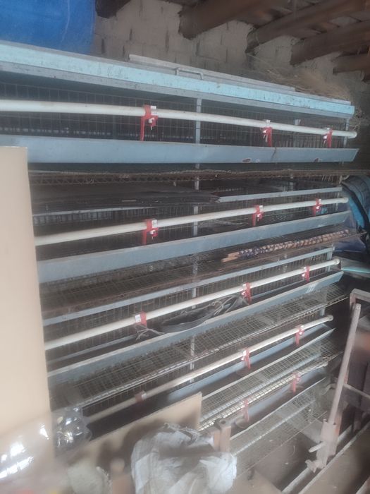 Бедана кафас сотилади