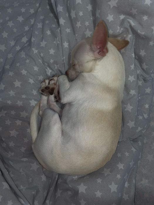 Чихуахуа мини кабель на оплодотворение