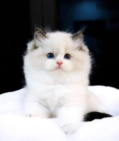 Рэгдолл Regdoll чистокровные!