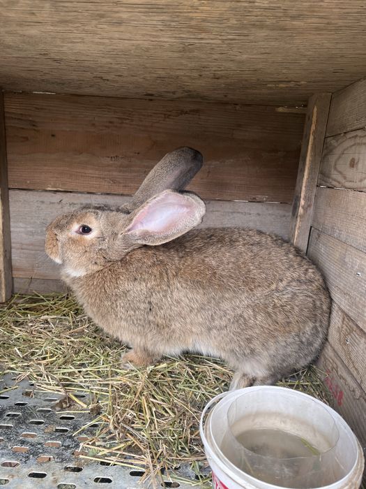 Кролиха серый великан