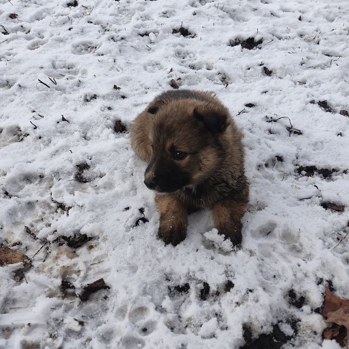 Щенки бесплатно.