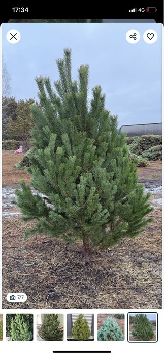 Елка живой пахнет приятно