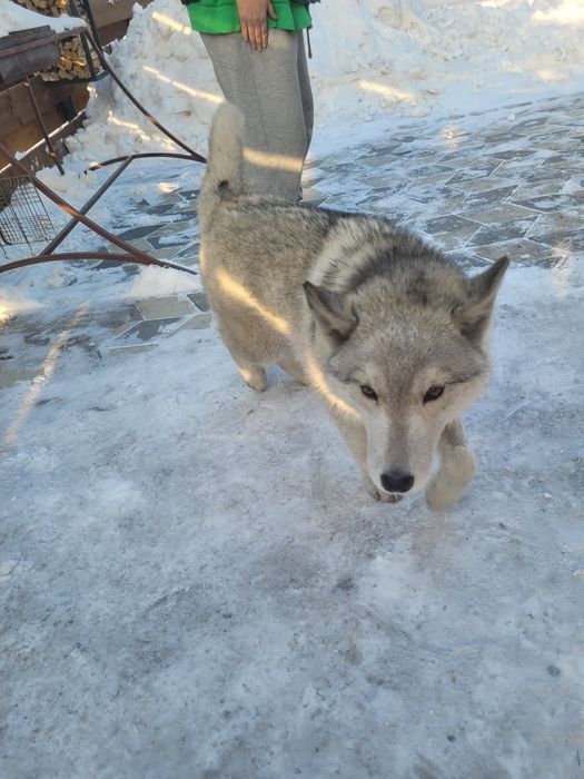 Возьмите собачку западнасибирская лайка