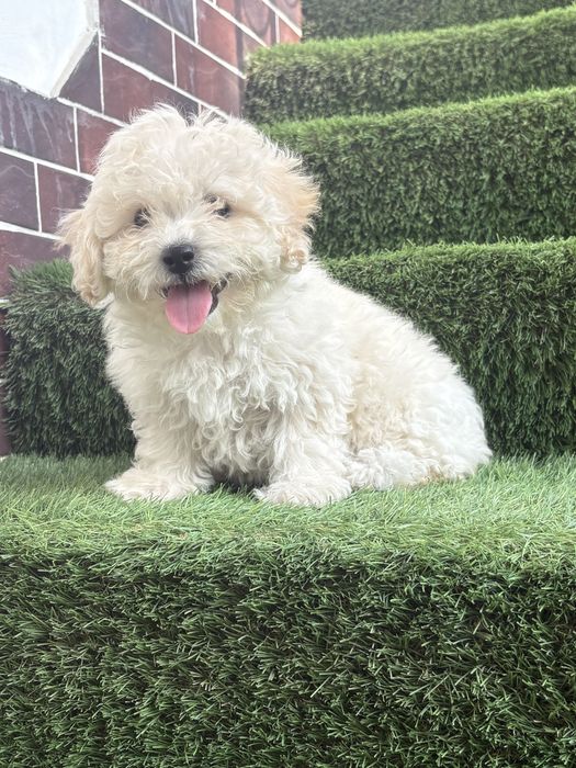 Maltipoo mini toy