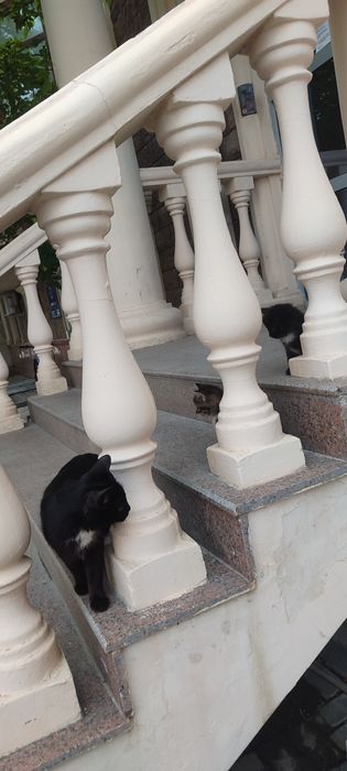 Кошка с котятами