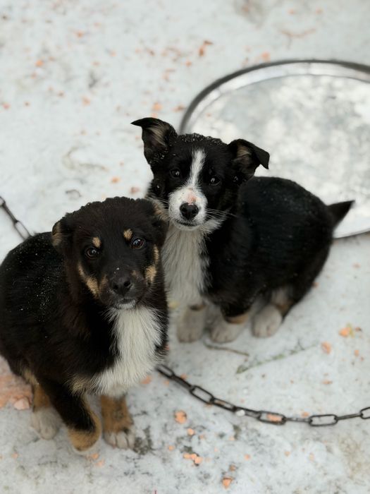 Отдам щенят в добрые руки