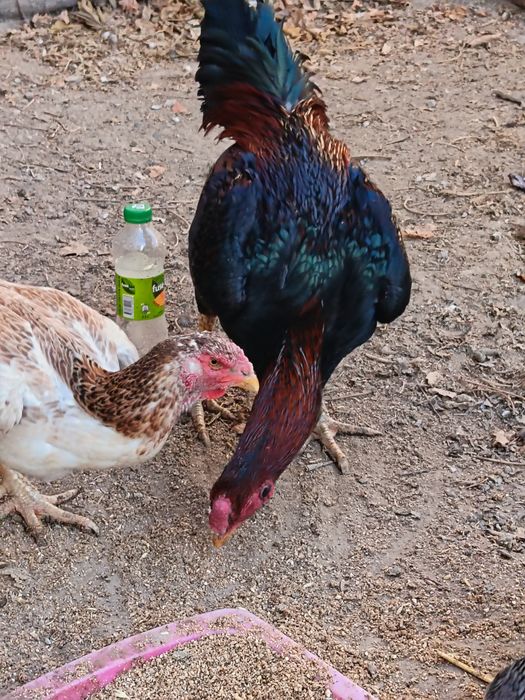 Куланги хуроз сотилади.