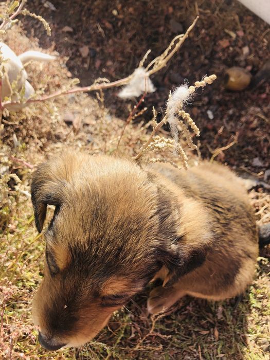 Раздаем шенят город шахтинск