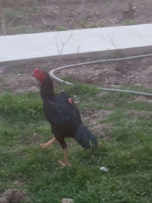 Dakan xoroz sotiladi