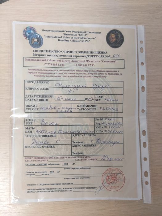 Французский бульдог