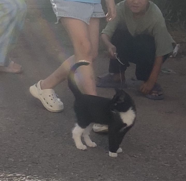 Отдам котенка в семью с детьми