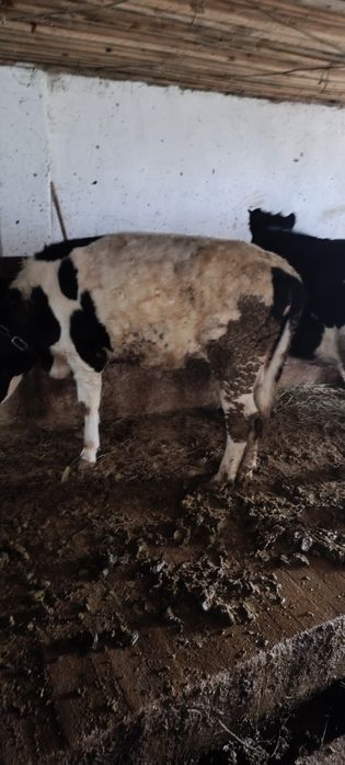 Продам 6 телки цена 320.000