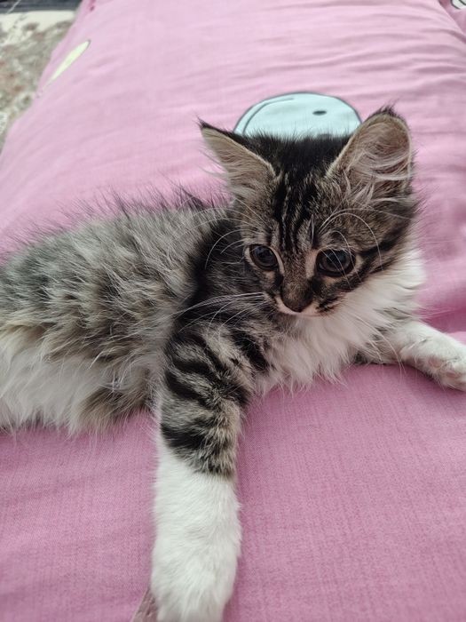 Отдам котенка в добрые руки