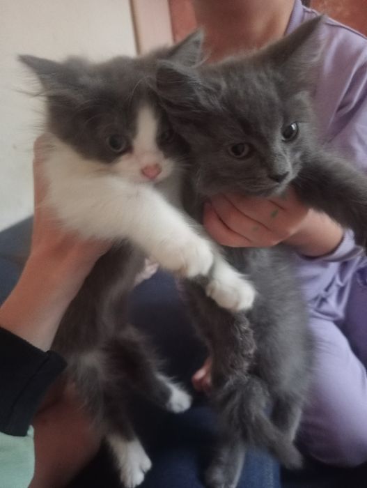 Отдам котят  бесплатно