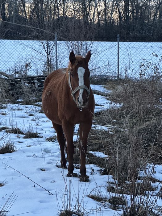 Буаз бие сатылад жуас