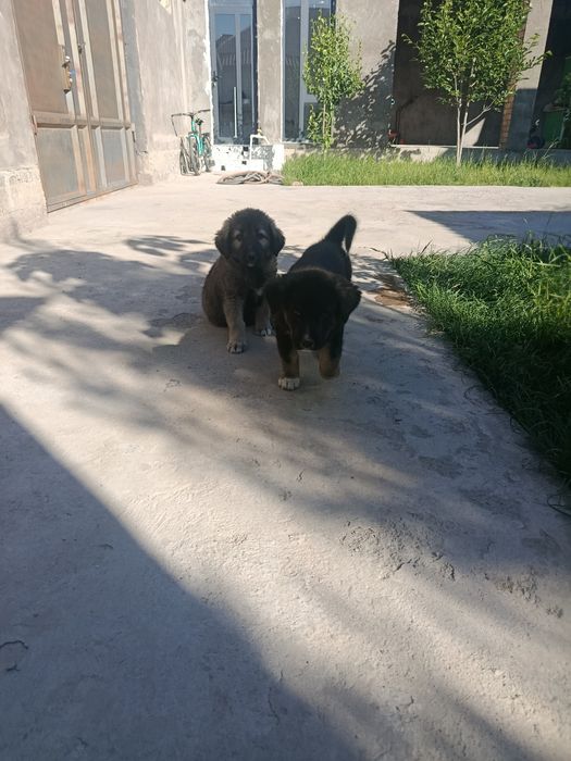 Tozza bo'ribosarlar sotiladi 2 ta  To'gdan keltirilgan 4 oylik  e