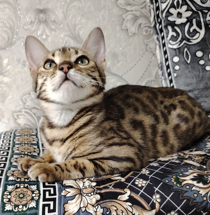 Бенгал девочка 6 месяц