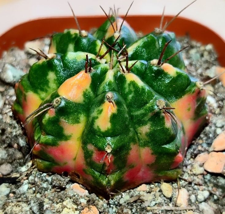 Вариегатные Кактусы