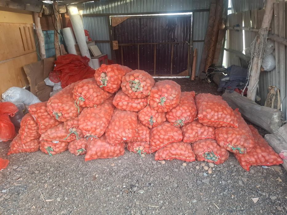 Семена картофеля