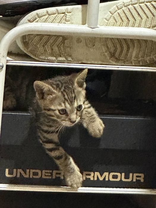 Продам бенгальских котят