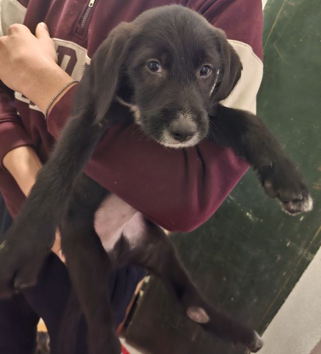 9 малки кученца търсейки си нов дом