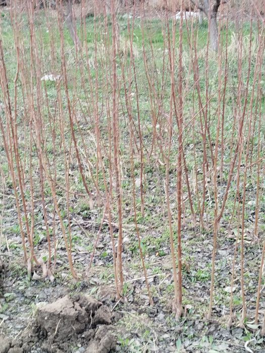 Нихоллар сотилади