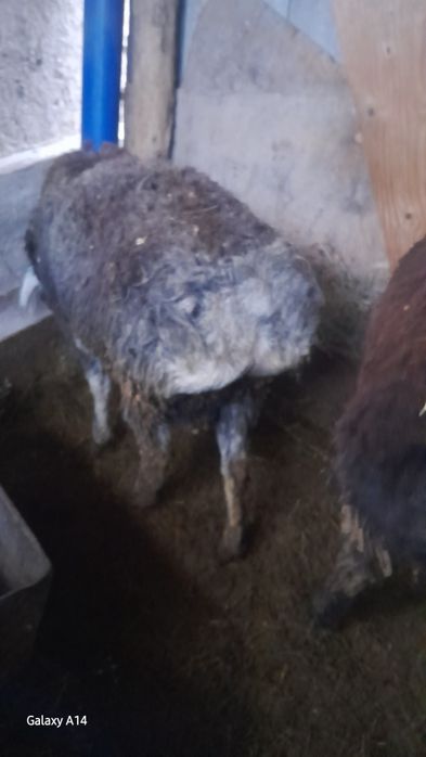 Продам Кочкаров Породистые