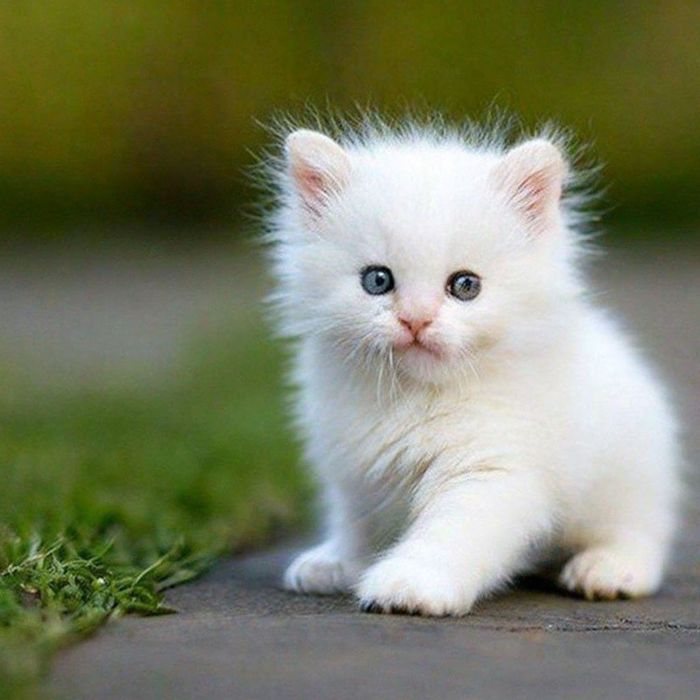 Котята турецкой ангоры