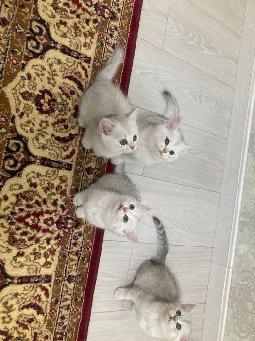 Shinshilla mushuk bolasi