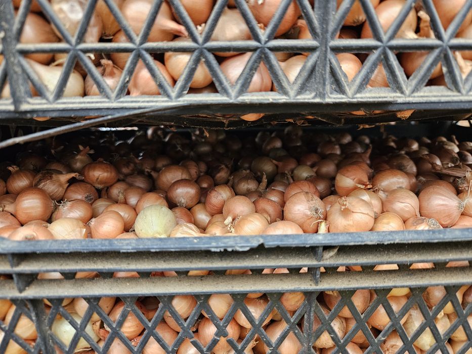 Арпаджик /ситен/среден/едър