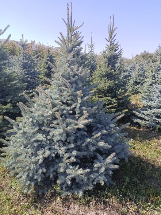 Голубые елки крупномеры