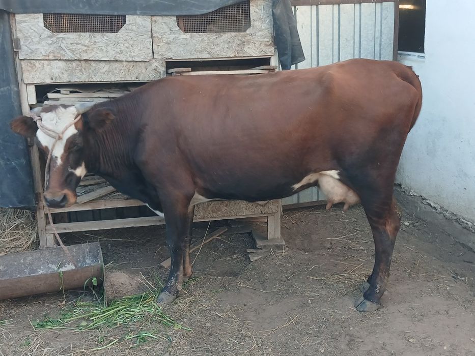Сиыр сатам .Продам корову.