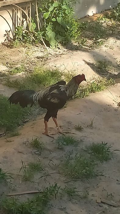 Zotor xoroz zotiga javob