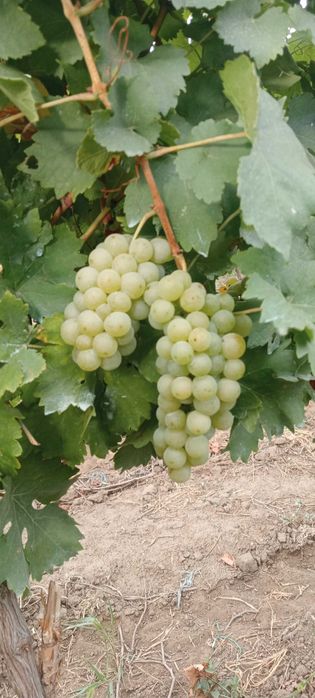 Muscat Ottonel...