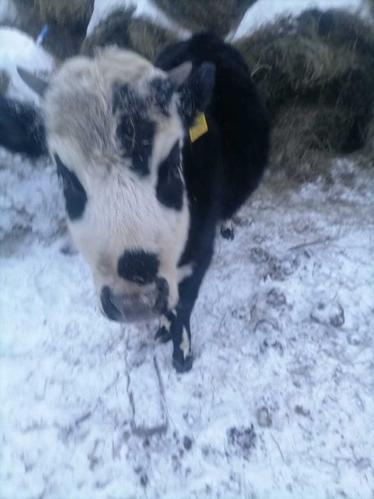 Годавалая телечка