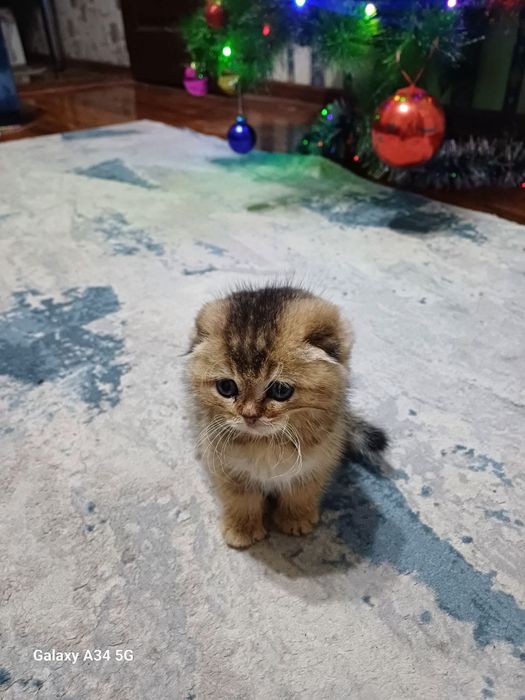 Золотой скоттиш фолд