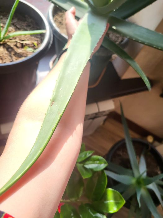 Продам цветок Алоэ