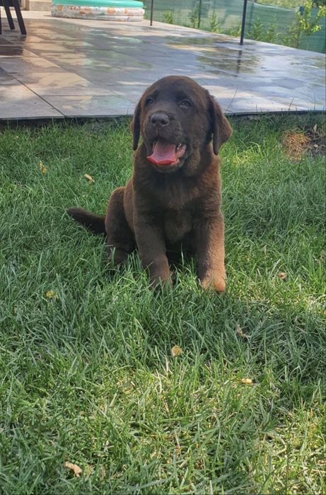 Labrador Retriver