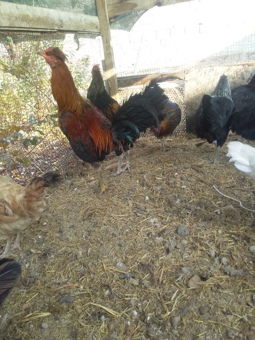 Joydori xonagi tavuqlar sotiladi 13ta