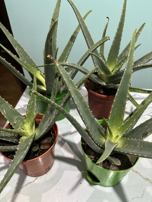 Продам Алоэ Вера. Лечебный.