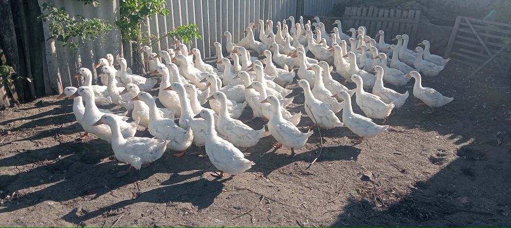 Продам уток живьем