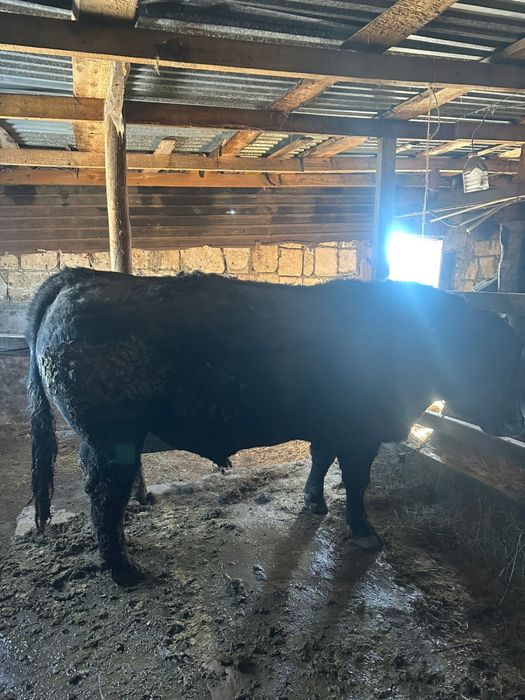 Продаем ангуст от корм стойт