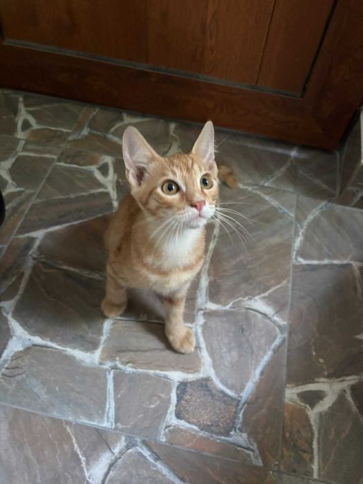 Подарявам котенца